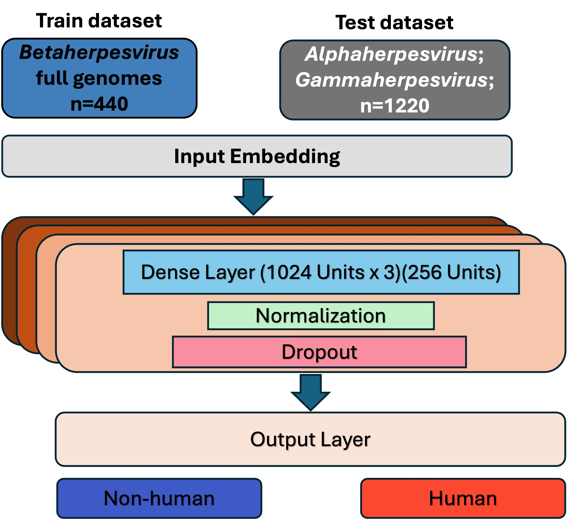 Deep neural network architecture: Betaherpesvirus genomes for training, Alpha- and Gammaherpesvirus genomes for testing, three 1024-unit dense layers plus a 256-unit layer with normalization and dropout, output as human or non-human