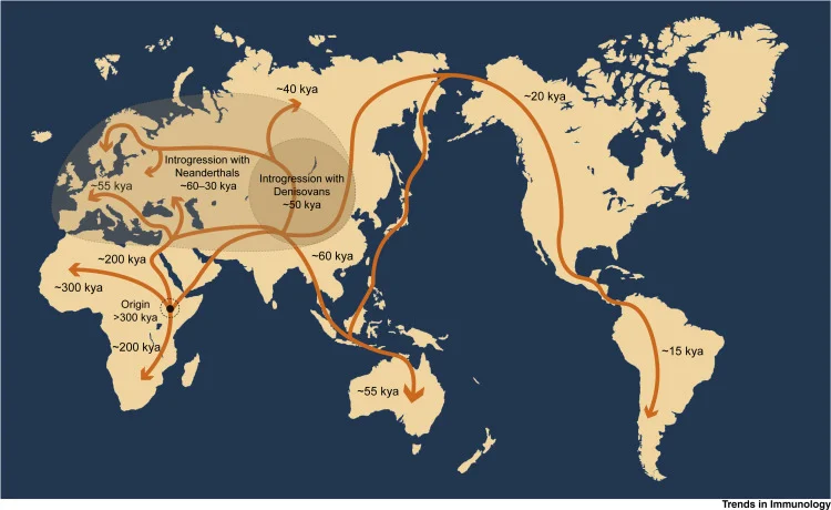 Map of early human migration out of Africa, showing approximate routes and timing in thousands of years ago, including introgression events with Neanderthals and Denisovans