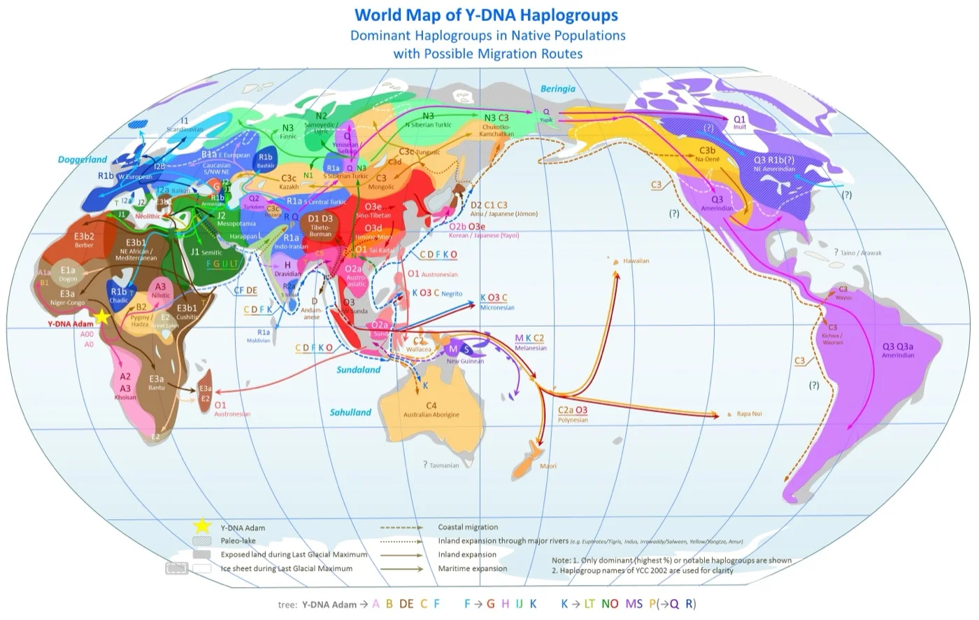 World map of Y-DNA haplogroups showing dominant paternal lineages in native populations and their proposed migration routes