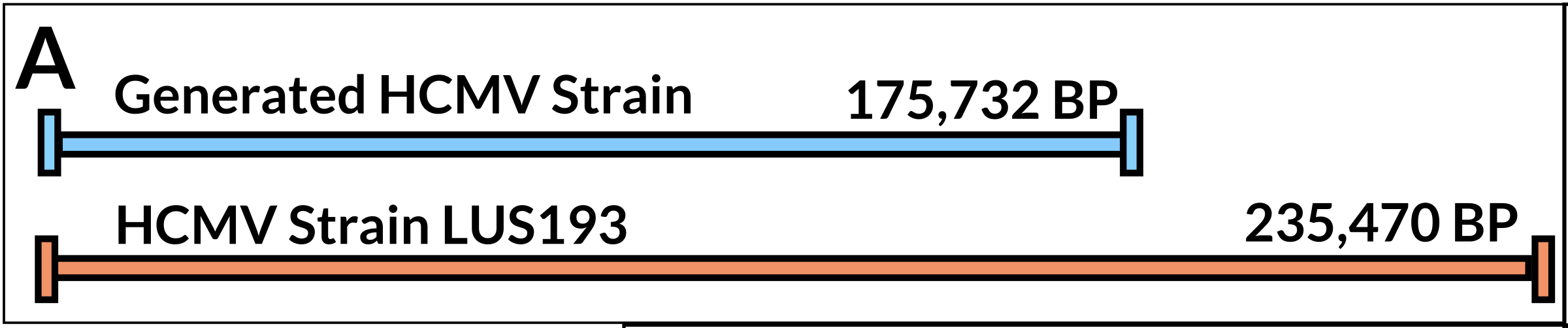 artificial_reference_genome_size_HCMV